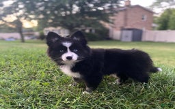 Pomsky dogs for sale: Nami - Image 5