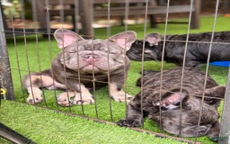 French Bulldog dogs for sale: Louis - Image 2