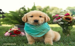 Golden Retriever dogs for sale: Mahogany - Image 1