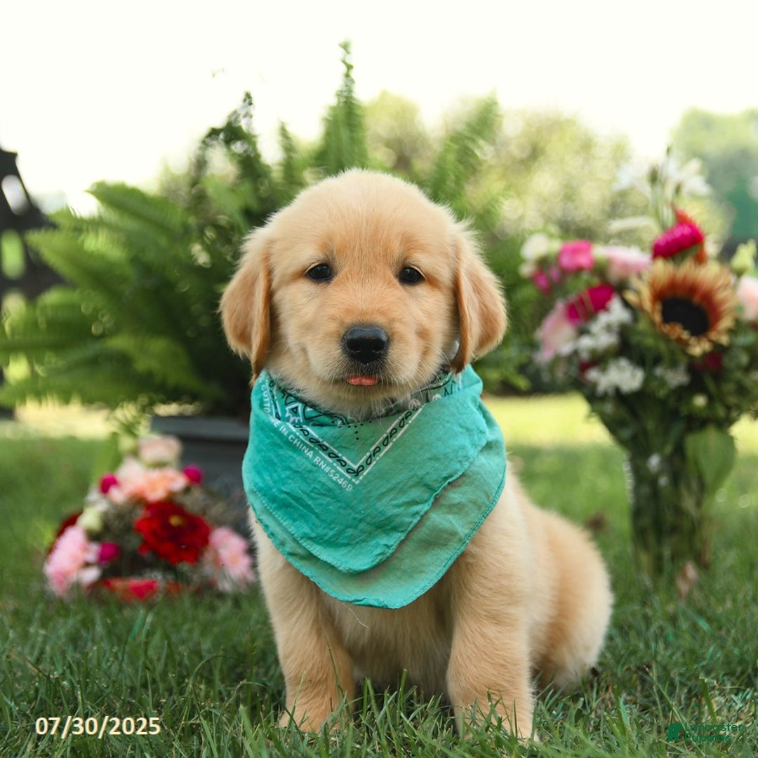 Golden Retriever dogs for sale: Mahogany - Image 1