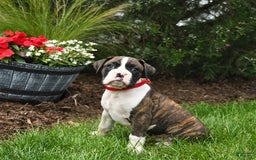 Boxer dogs for sale: Hunter - Image 4