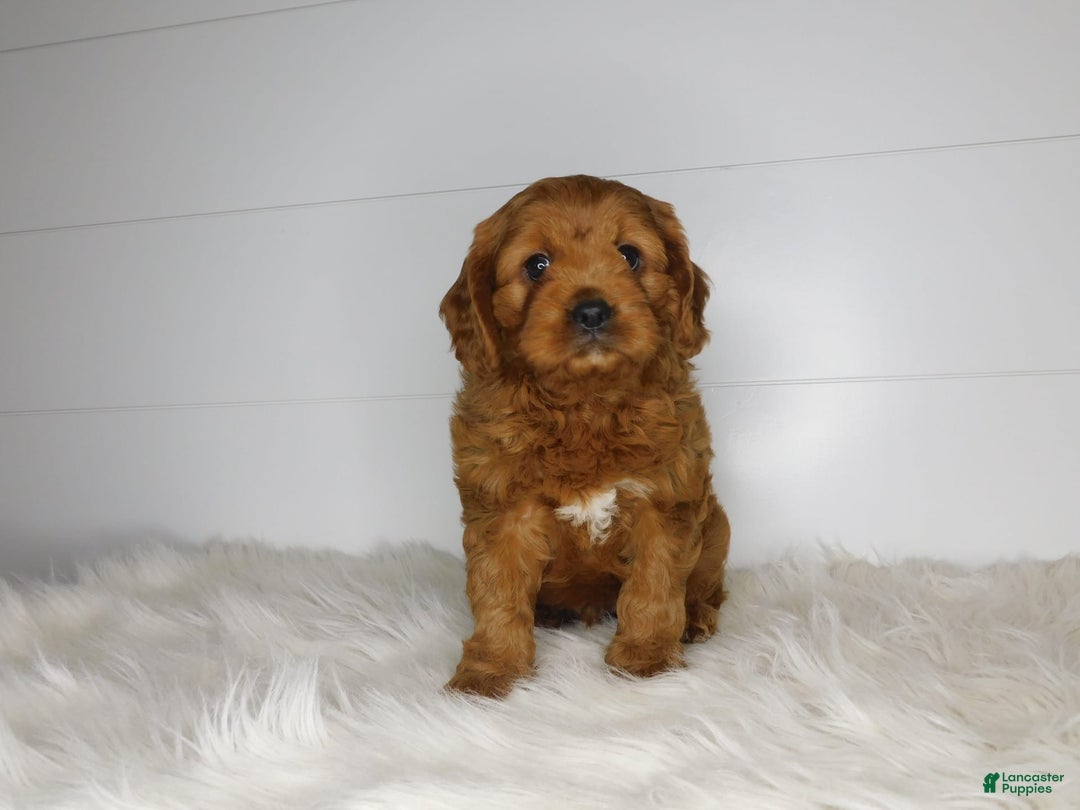Cavapoo dogs for sale: Theo - Image 1
