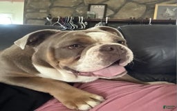 Olde English Bulldogge dogs for sale: Teddy - Image 3