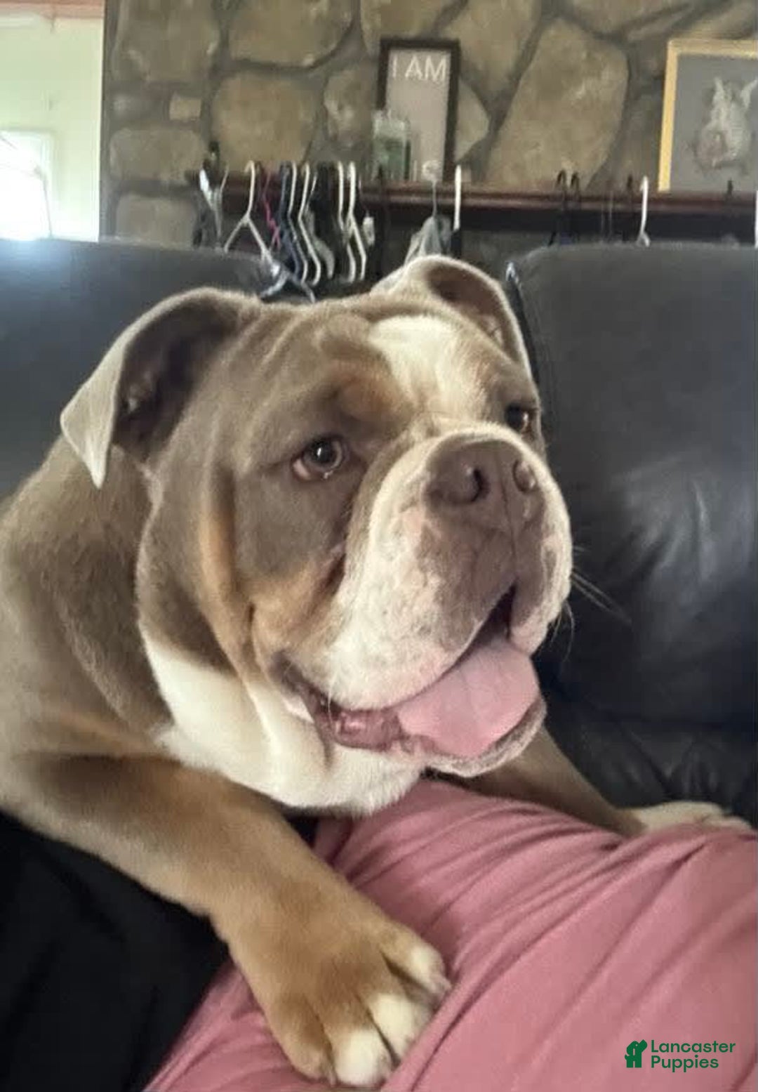 Olde English Bulldogge dogs for sale: Teddy - Image 3