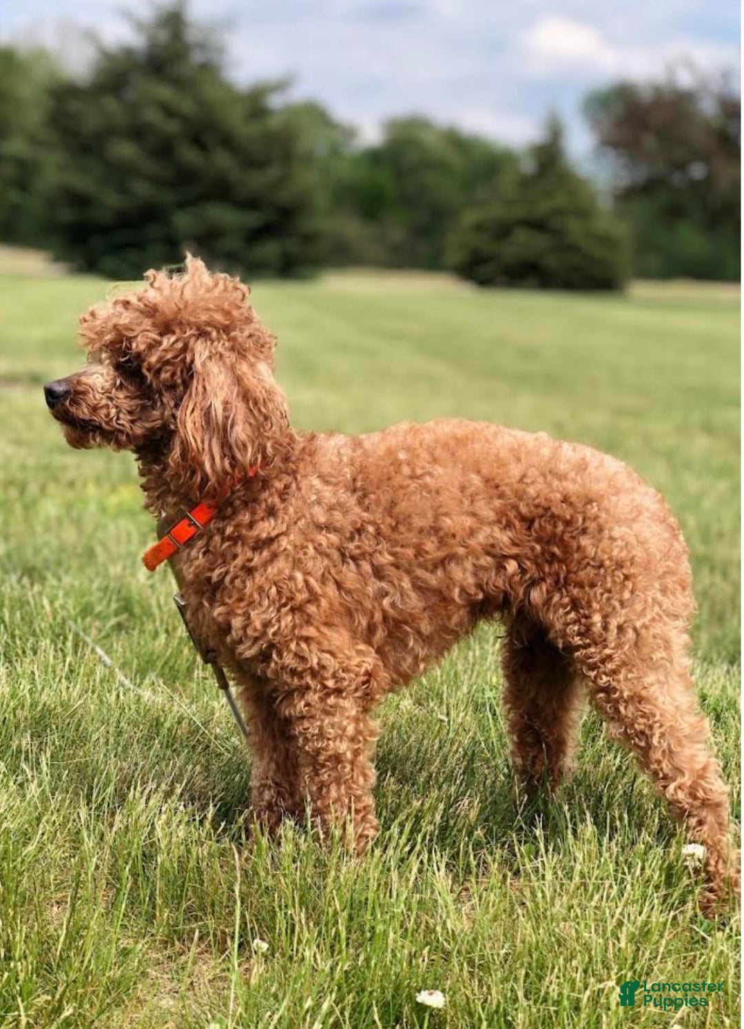 Mini Goldendoodle dogs for sale: Lucy - Image 20