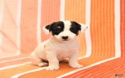 Jack Russell Terrier dogs for sale: Lynn - Image 3