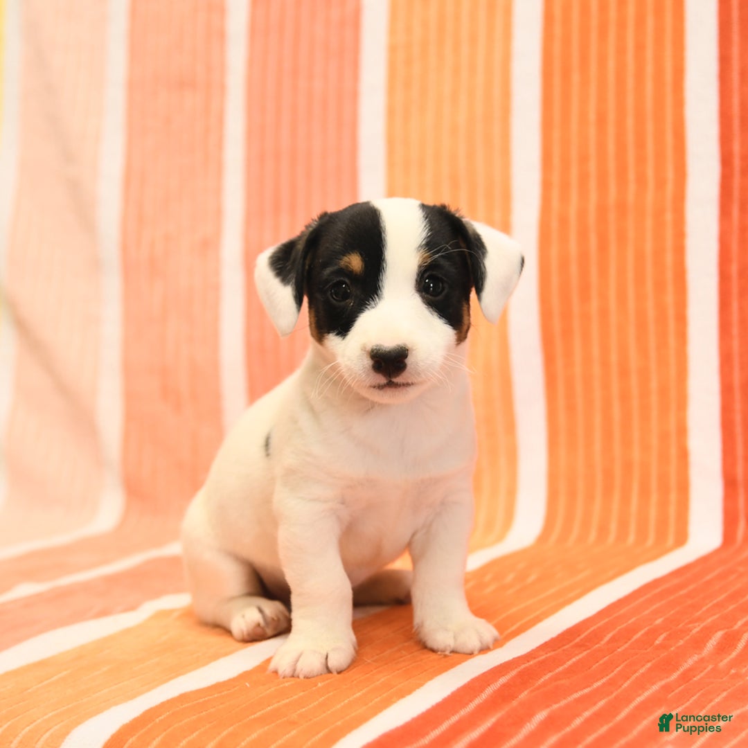 Jack Russell Terrier dogs for sale: Lynn - Image 3