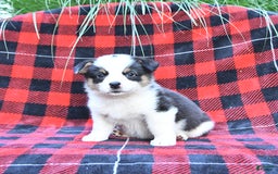 Welsh Corgi Pembroke dogs for sale: Sport - Image 5