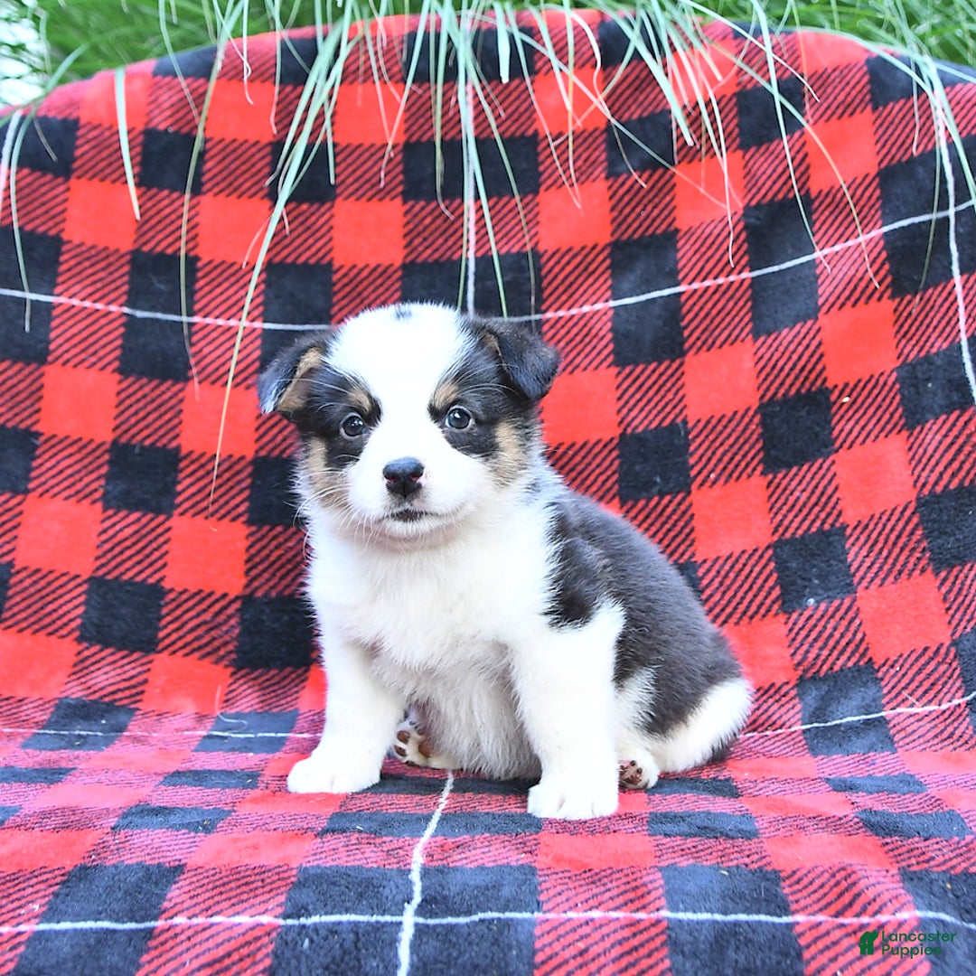 Welsh Corgi Pembroke dogs for sale: Sport - Image 5