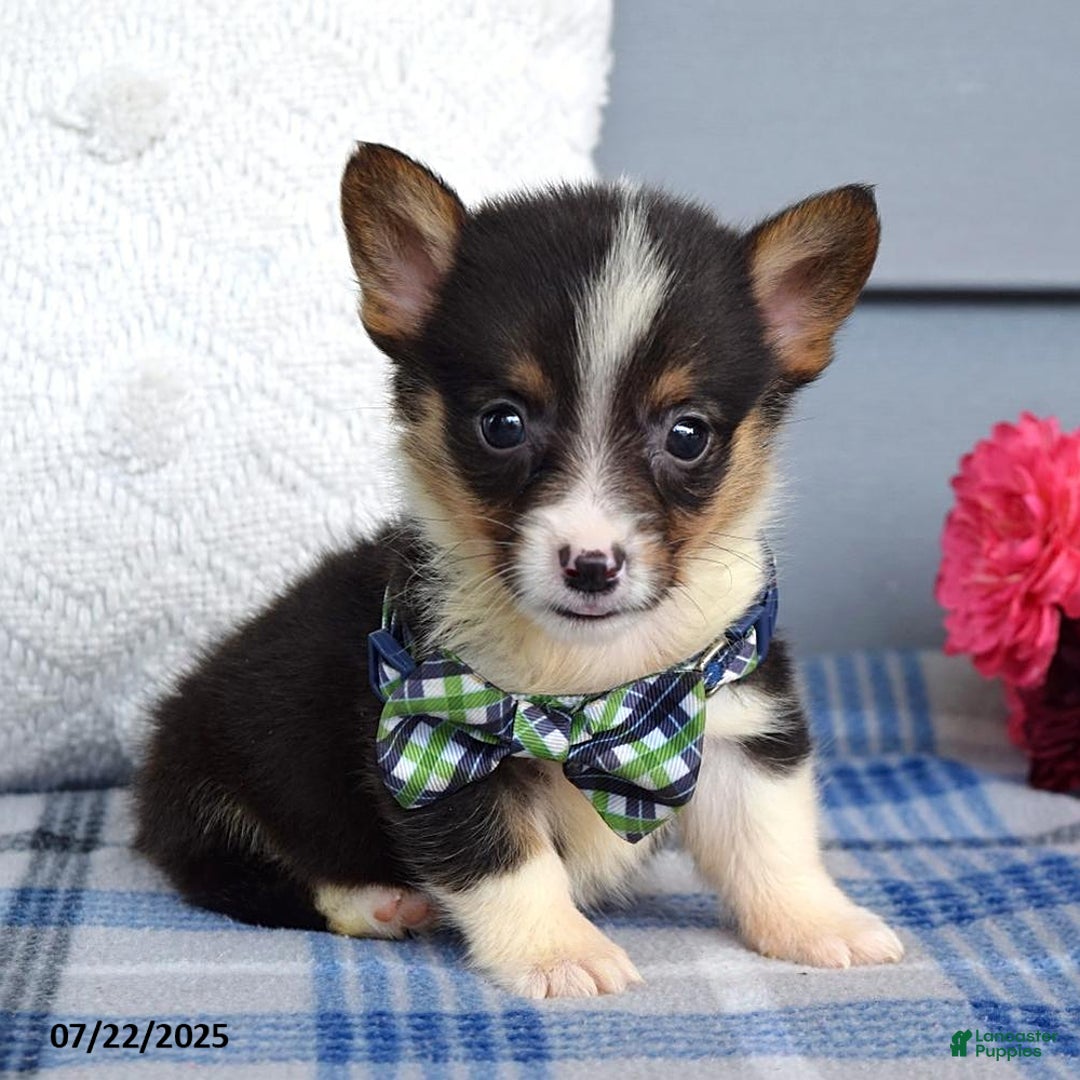 Welsh Corgi Pembroke dogs for sale: Zeke - Image 5