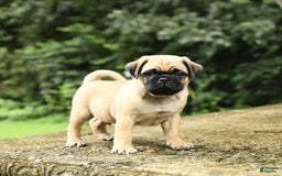 Pug dogs for sale: Trophy - Image 1