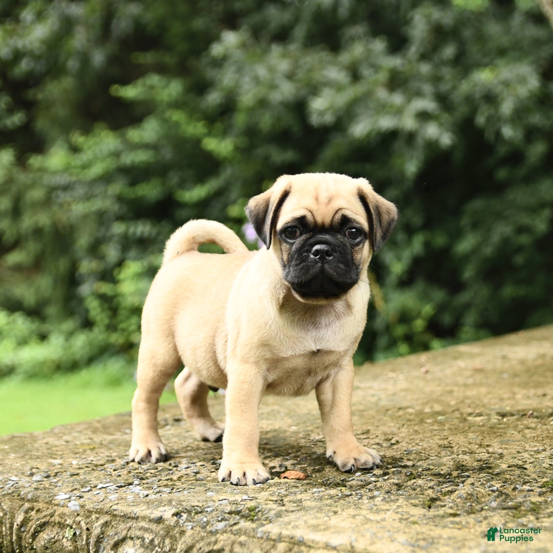 Pug dogs for sale: Trophy - Image 1