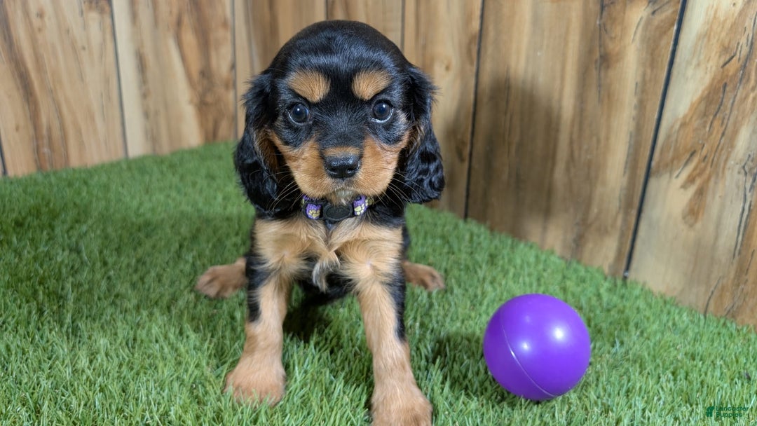 Cavalier King Charles Spaniel dogs for sale: Brin Girl 2 - Image 8