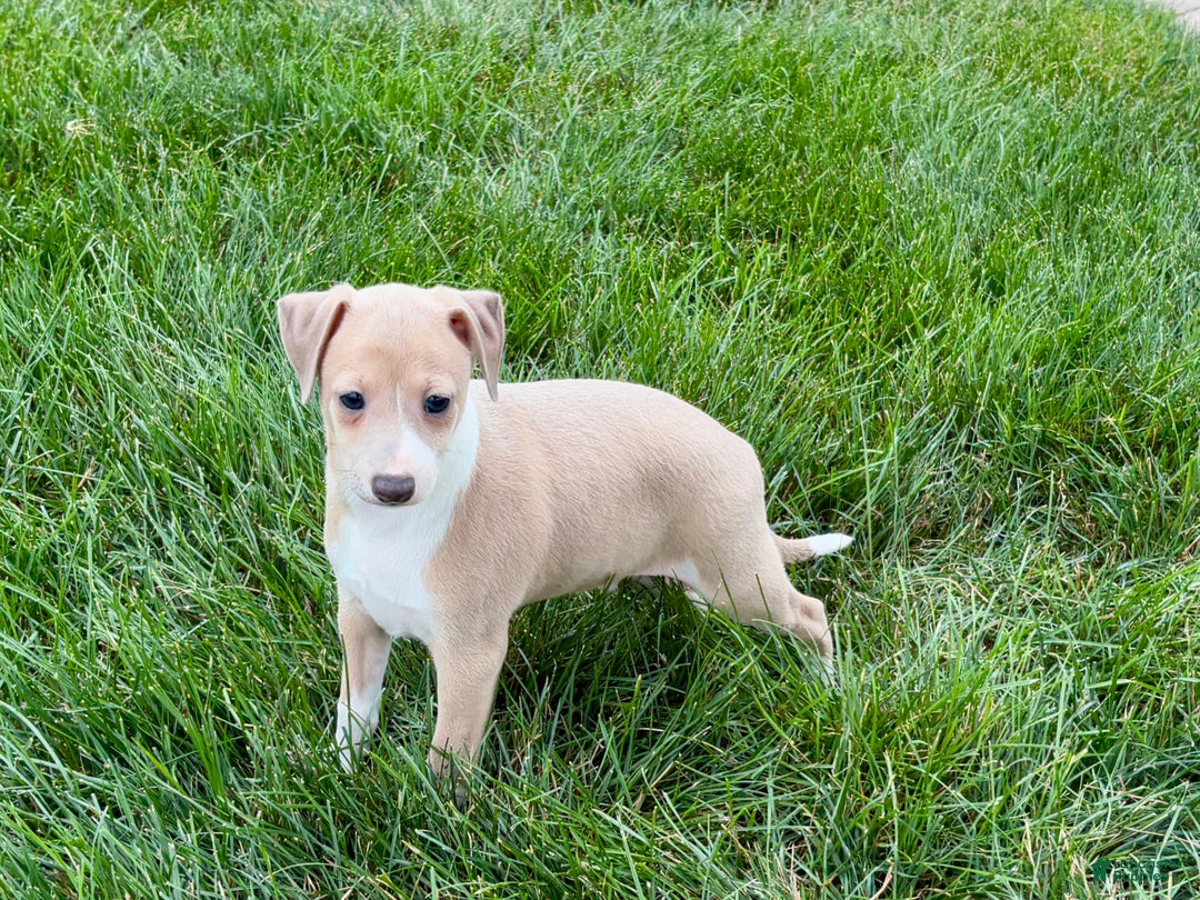 Italian Greyhound dogs for sale: Gordie - Image 8