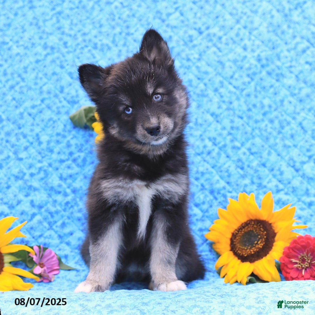 Pomsky dogs for sale: Norah - Image 4