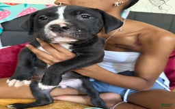American Pit Bull Terrier dogs for sale: Cookie - Image 4