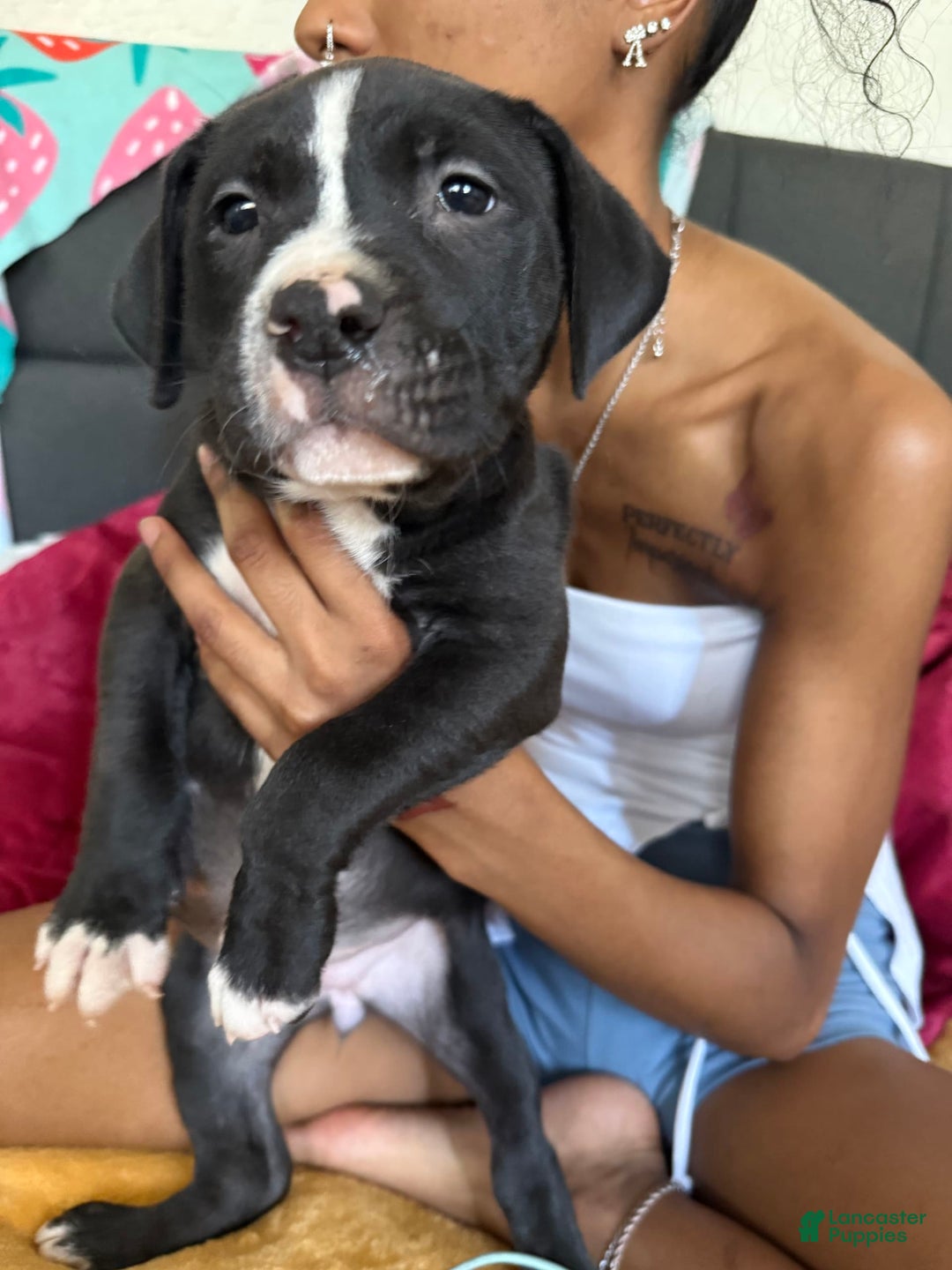 American Pit Bull Terrier dogs for sale: Cookie - Image 4
