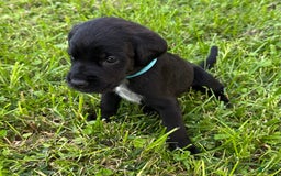 Cane Corso dogs for sale: Lily - Image 2