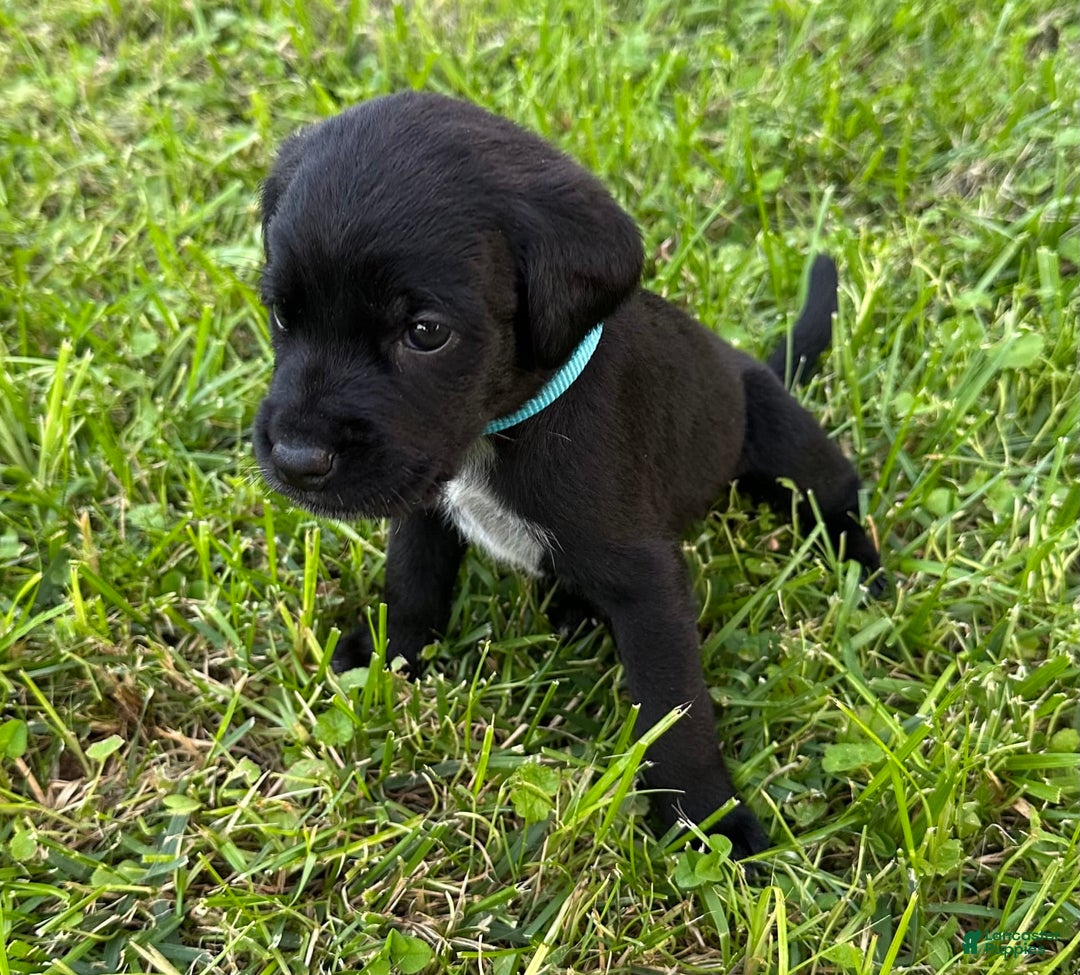Cane Corso dogs for sale: Lily - Image 2