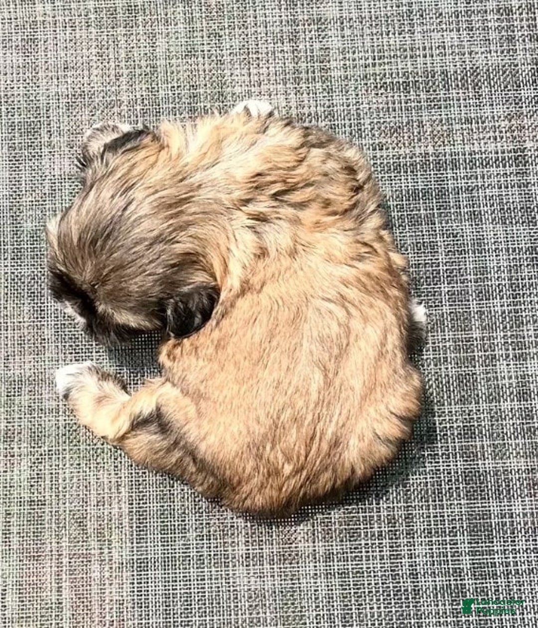Shih Tzu dogs for sale: Minnie - Image 8