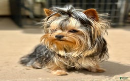 Yorkshire Terrier dogs for sale: Richi - Image 4
