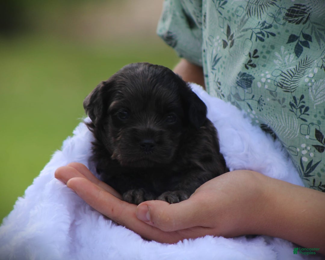 Cockapoo dogs for sale: Yukon - Image 9