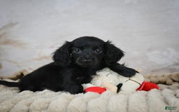 Miniature Dachshund dogs for sale: Poppy - Image 2