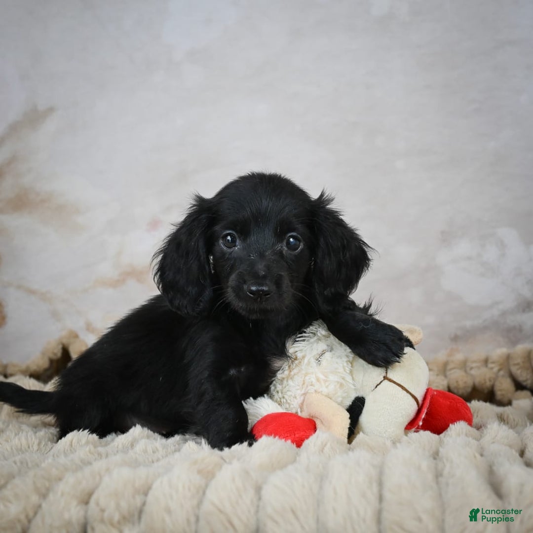 Miniature Dachshund dogs for sale: Poppy - Image 2