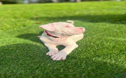 American Bully dogs for sale: Clavi - Image 2