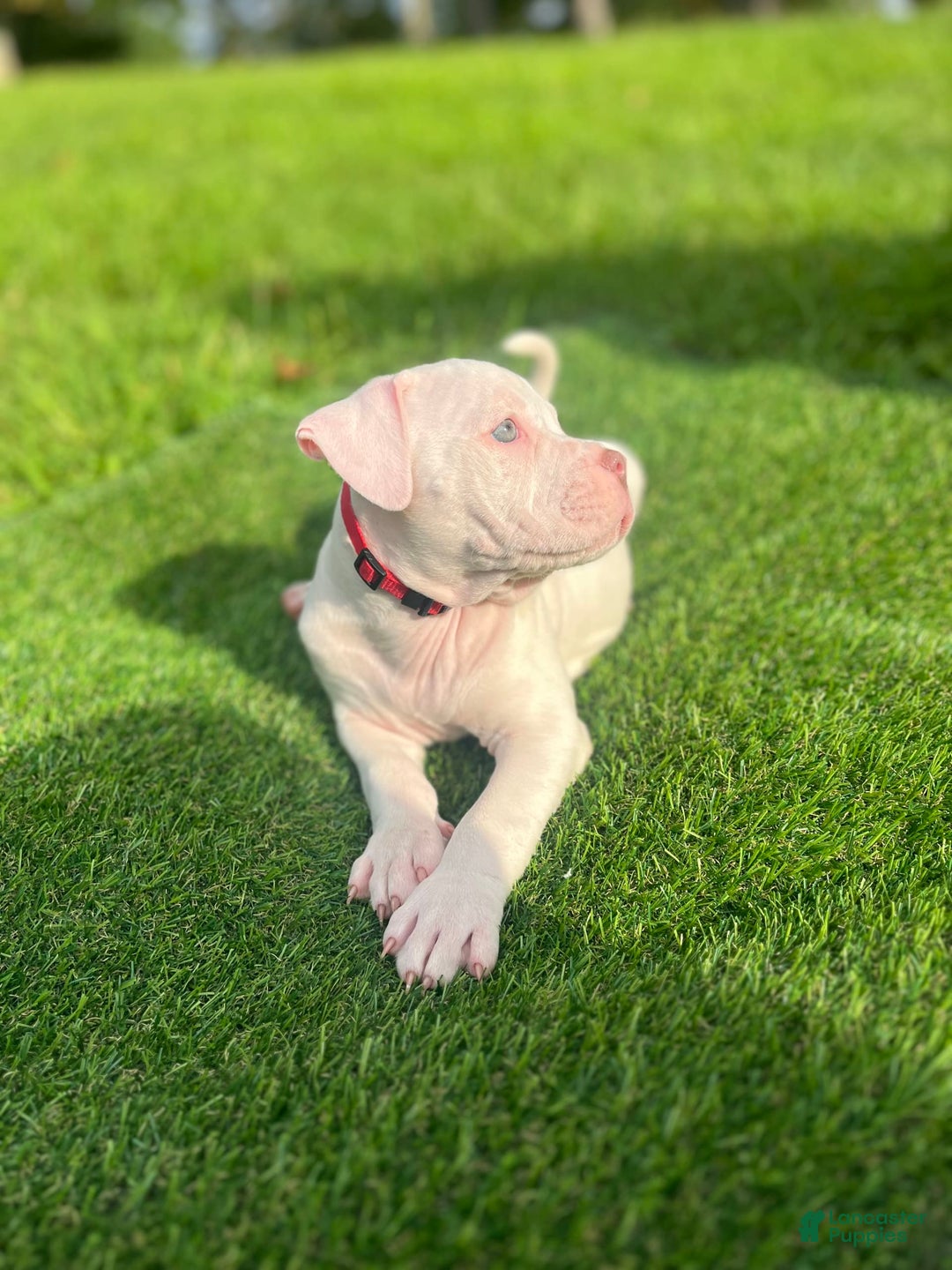 American Bully dogs for sale: Clavi - Image 2