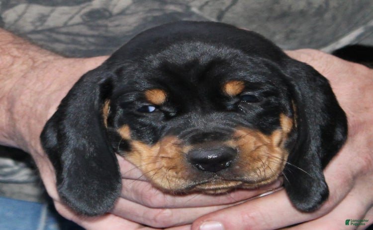 Black And Tan Coonhound dogs - Advert 3