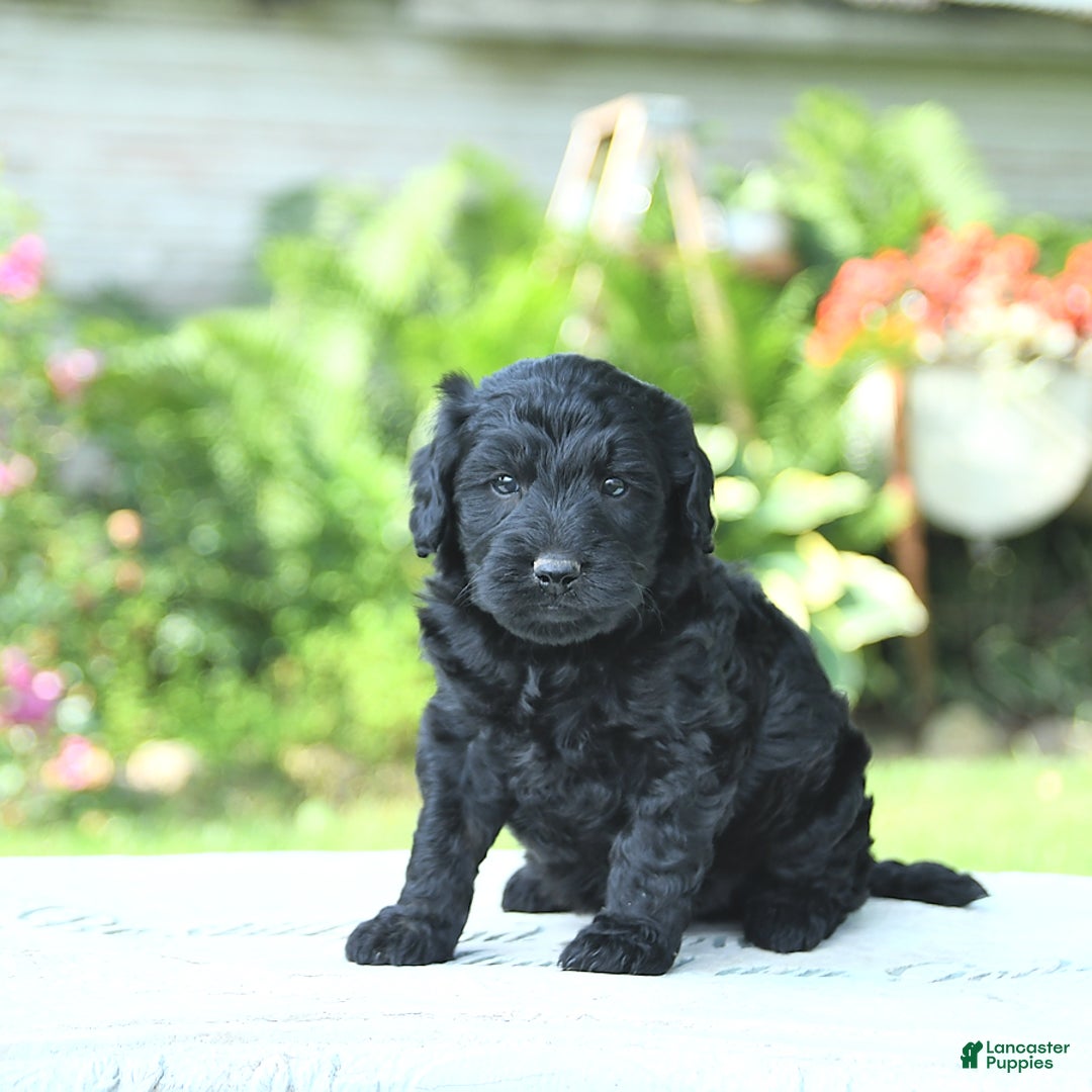 Mini Goldendoodle dogs for sale: Archie - Image 5