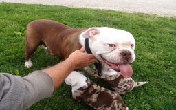 American Bulldog dogs for sale: Alex - Image 4