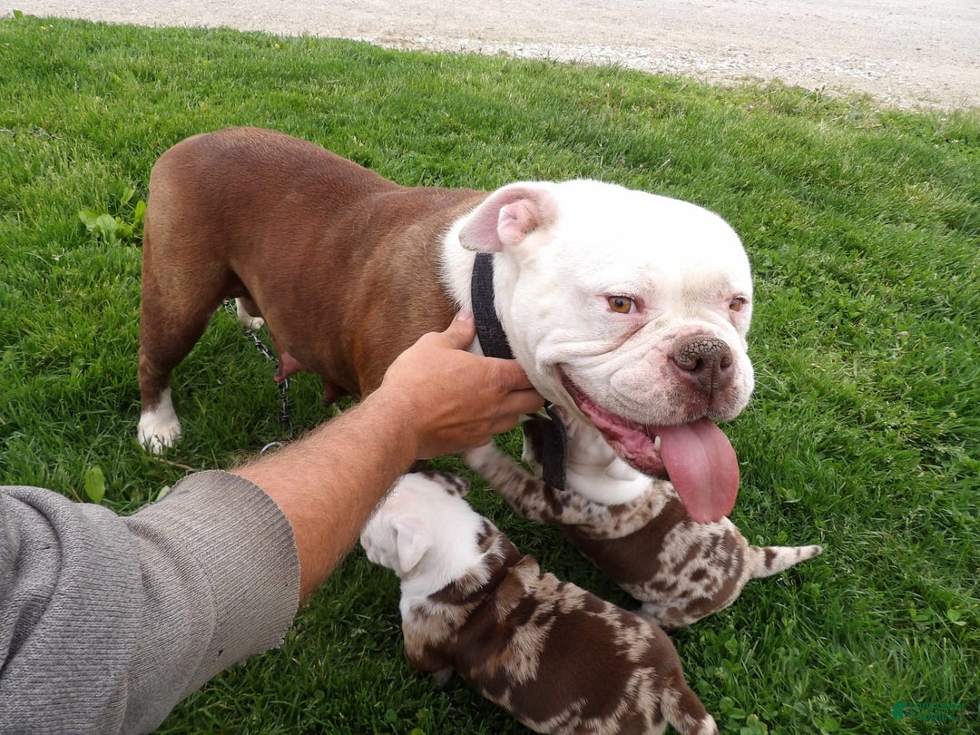 American Bulldog dogs for sale: Alex - Image 4