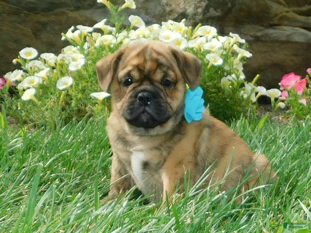 English Bulldog dogs for sale: Teddy - Image 7