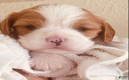 Cavalier King Charles Spaniel dogs for sale: Blenheim Boy - Image 8