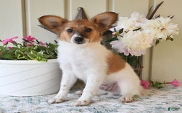 Papillon dogs for sale: Pongo - Image 20