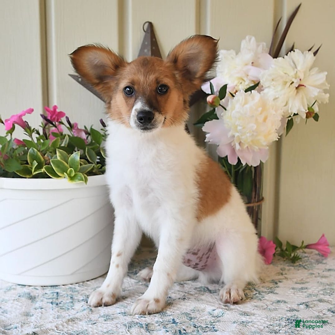 Papillon dogs for sale: Pongo - Image 20