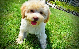 Havapoo dogs for sale: Charity - Image 2