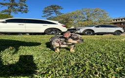 French Bulldog dogs for sale: Minnie - Image 2