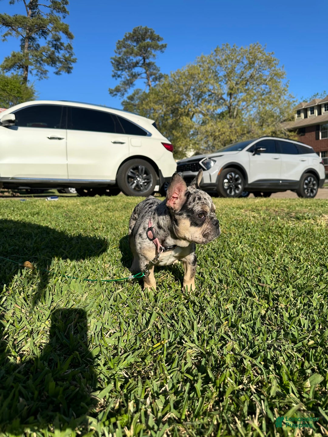 French Bulldog dogs for sale: Minnie - Image 2