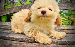 Havapoo dogs for sale: Twinkie - Image 12