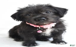 Boston Terrier dogs for sale: Boston Terrier 3 puppies - Image 14