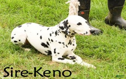 Dalmatian dogs for sale: Frosty - Image 10