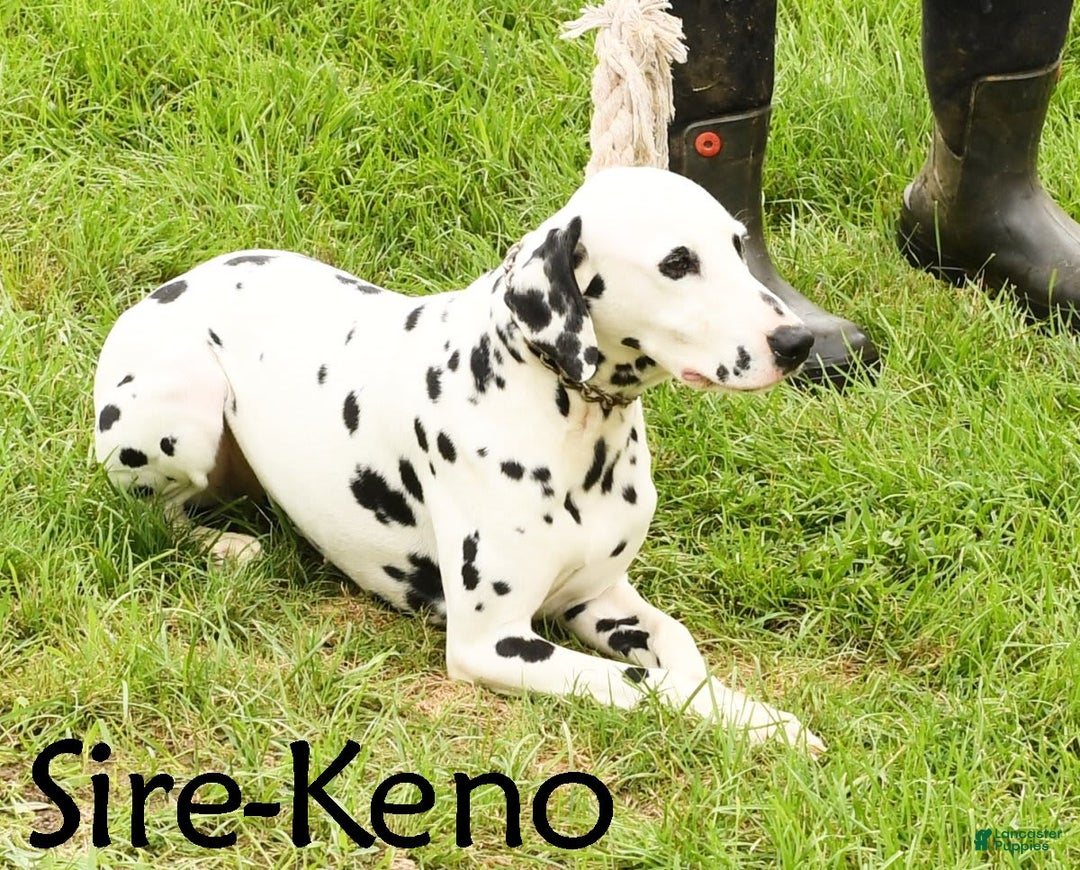 Dalmatian dogs for sale: Frosty - Image 10
