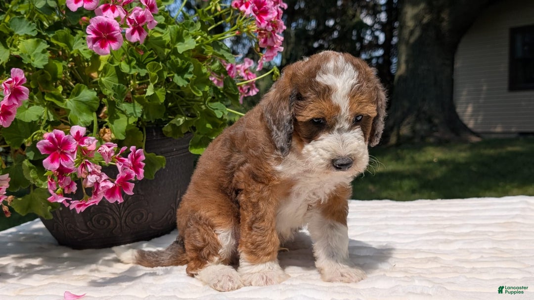 Mini Bernedoodle dogs for sale: Shiloh - Image 4