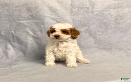 Miniature Poodle dogs for sale: Lily - Image 9