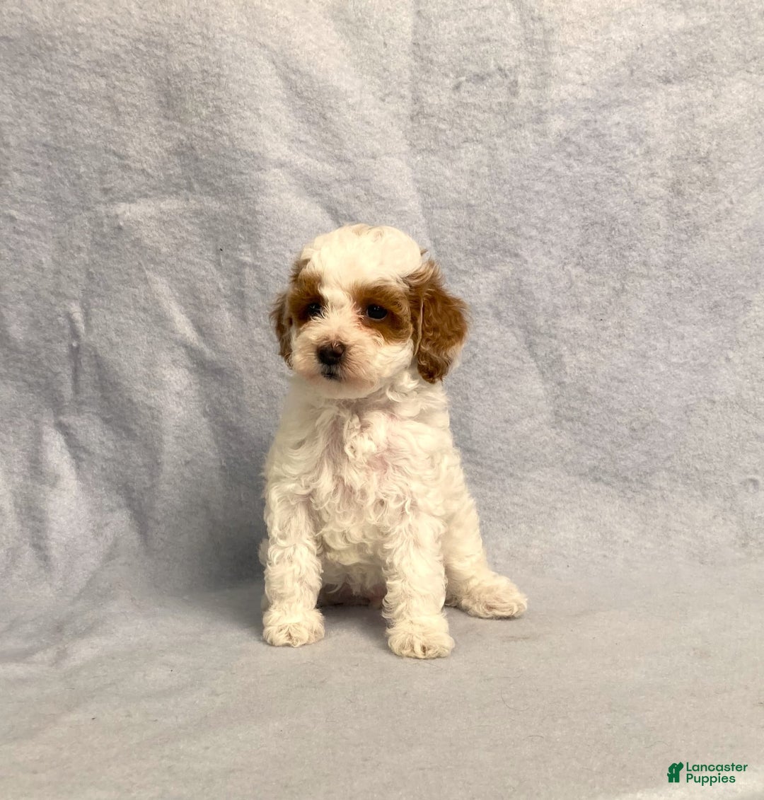 Miniature Poodle dogs for sale: Lily - Image 9