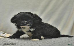 Teddy Bear dogs for sale: Bowe - Image 3