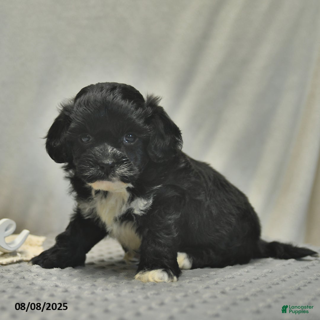 Teddy Bear dogs for sale: Bowe - Image 3